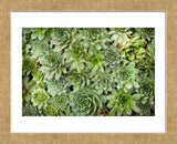 Echeveria I (Framed) -  Michael Hudson - McGaw Graphics