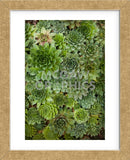 Echeveria II (Framed) -  Michael Hudson - McGaw Graphics