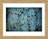 Echeveria III (Framed) -  Michael Hudson - McGaw Graphics