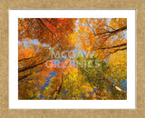 Autumn Spendour (Framed) -  Michael Hudson - McGaw Graphics