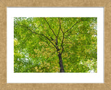Maple Leaf Profusion (Framed) -  Michael Hudson - McGaw Graphics