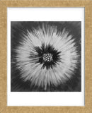 Twinkle (Framed) -  Cathe Hendrick - McGaw Graphics