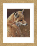 Curious - Red Fox  (Framed) -  Joni Johnson-Godsy - McGaw Graphics