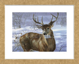 Through My Window - Whitetail Deer  (Framed) -  Joni Johnson-Godsy - McGaw Graphics