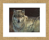 Uninterrupted Stare - Gray Wolf  (Framed) -  Joni Johnson-Godsy - McGaw Graphics