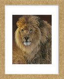 Power and Presence - African Lion  (Framed) -  Joni Johnson-Godsy - McGaw Graphics