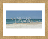 Beach Skimmers (Framed) -  Mary Lou Johnson - McGaw Graphics