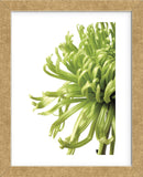 Green Bloom 2 (reverse) (Framed) -  Jenny Kraft - McGaw Graphics