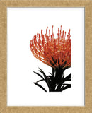 Orange Protea 1  (Framed) -  Jenny Kraft - McGaw Graphics