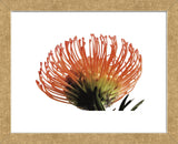 Orange Protea 3  (Framed) -  Jenny Kraft - McGaw Graphics