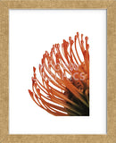 Orange Protea 4  (Framed) -  Jenny Kraft - McGaw Graphics