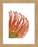 Orange Protea 5  (Framed) -  Jenny Kraft - McGaw Graphics