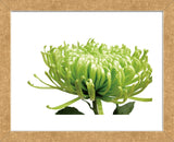 Green Bloom 1  (Framed) -  Jenny Kraft - McGaw Graphics