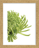 Green Bloom 4  (Framed) -  Jenny Kraft - McGaw Graphics