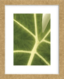 Tropical Veins  (Framed) -  Jenny Kraft - McGaw Graphics