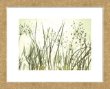 Watery Grasses 3  (Framed) -  Jenny Kraft - McGaw Graphics