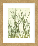 Watery Grasses 1  (Framed) -  Jenny Kraft - McGaw Graphics