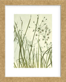 Watery Grasses 2  (Framed) -  Jenny Kraft - McGaw Graphics