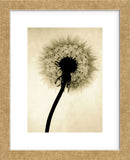 Backlit Dandelion  (Framed) -  Jenny Kraft - McGaw Graphics