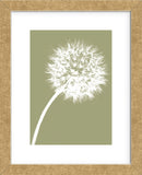 Dandelion Tilt (khaki)  (Framed) -  Jenny Kraft - McGaw Graphics