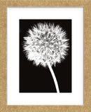 Dandelion  (Framed) -  Jenny Kraft - McGaw Graphics