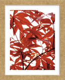 Sunlit Maple 1  (Framed) -  Jenny Kraft - McGaw Graphics