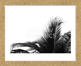 Palms 2  (Framed) -  Jamie Kingham - McGaw Graphics