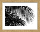 Palms 3  (Framed) -  Jamie Kingham - McGaw Graphics