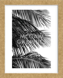 Palms 4  (Framed) -  Jamie Kingham - McGaw Graphics