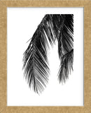 Palms 5  (Framed) -  Jamie Kingham - McGaw Graphics