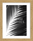 Palms 6  (Framed) -  Jamie Kingham - McGaw Graphics