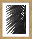 Palms 7  (Framed) -  Jamie Kingham - McGaw Graphics
