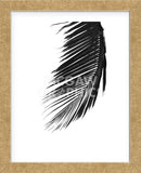 Palms 8  (Framed) -  Jamie Kingham - McGaw Graphics