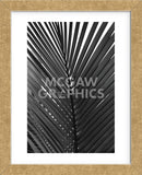 Palms 9  (Framed) -  Jamie Kingham - McGaw Graphics