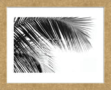 Palms 11  (Framed) -  Jamie Kingham - McGaw Graphics