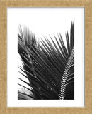 Palms 12  (Framed) -  Jamie Kingham - McGaw Graphics