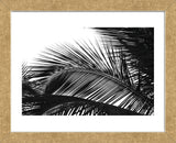 Palms 13  (Framed) -  Jamie Kingham - McGaw Graphics