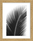 Palms 14  (Framed) -  Jamie Kingham - McGaw Graphics