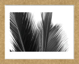 Palms 15  (Framed) -  Jamie Kingham - McGaw Graphics