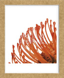 Orange Protea 4 (detail)  (Framed) -  Jenny Kraft - McGaw Graphics