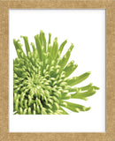 Green Bloom 3 (detail)  (Framed) -  Jenny Kraft - McGaw Graphics