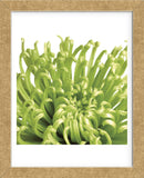 Green Bloom 5 (detail) (Framed) -  Jenny Kraft - McGaw Graphics