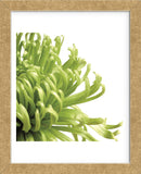 Green Bloom 2 (detail) (Framed) -  Jenny Kraft - McGaw Graphics