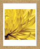 Yellow Mum 2  (Framed) -  Jenny Kraft - McGaw Graphics