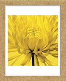 Yellow Mum 4  (Framed) -  Jenny Kraft - McGaw Graphics