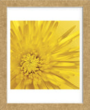 Yellow Mum 3  (Framed) -  Jenny Kraft - McGaw Graphics