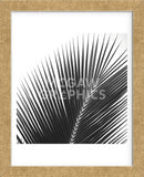 Palms 14 (detail)  (Framed) -  Jamie Kingham - McGaw Graphics