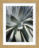 Cactus 2  (Framed) -  Jenny Kraft - McGaw Graphics