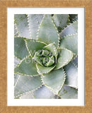 Cactus 3  (Framed) -  Jenny Kraft - McGaw Graphics