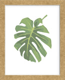 Philodendron 1  (Framed) -  Jenny Kraft - McGaw Graphics